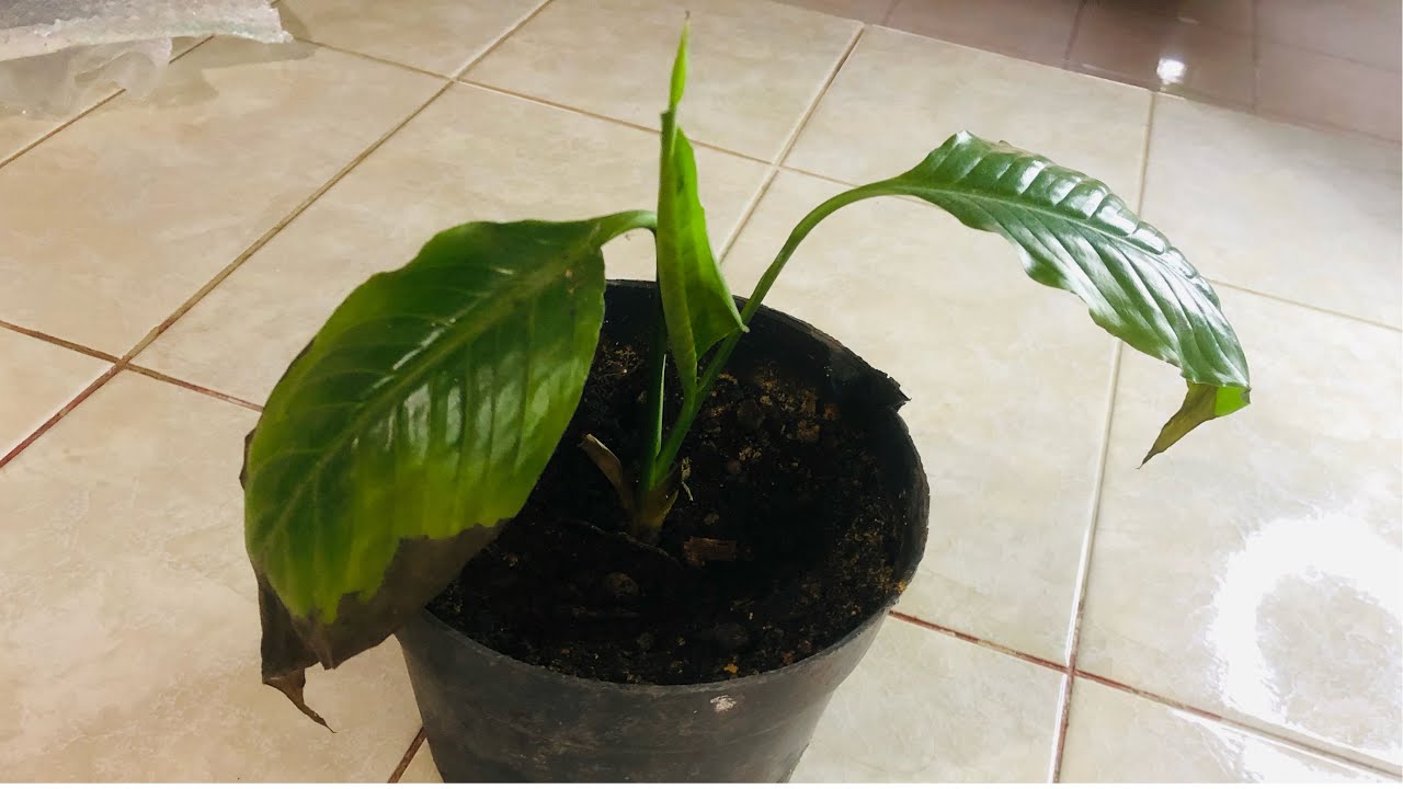 Rescatando  esta Planta Cuna de Moises
