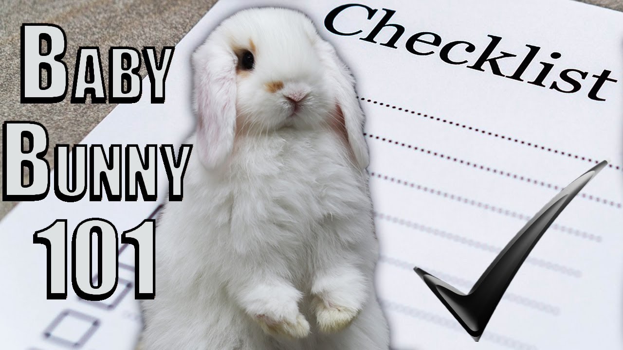 Care Guide for Young Rabbits (Under 6 months)