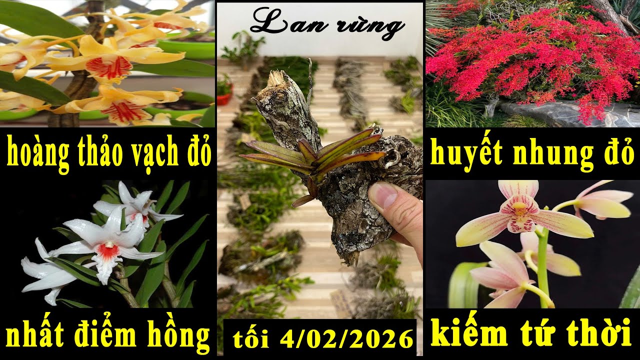 Lan rừng tối 4/02/2026(ship30k)Huyết nhung đỏ, hải âu, vạch đỏ, báo hỷ, tứ thời đẹp I 070.611.5694