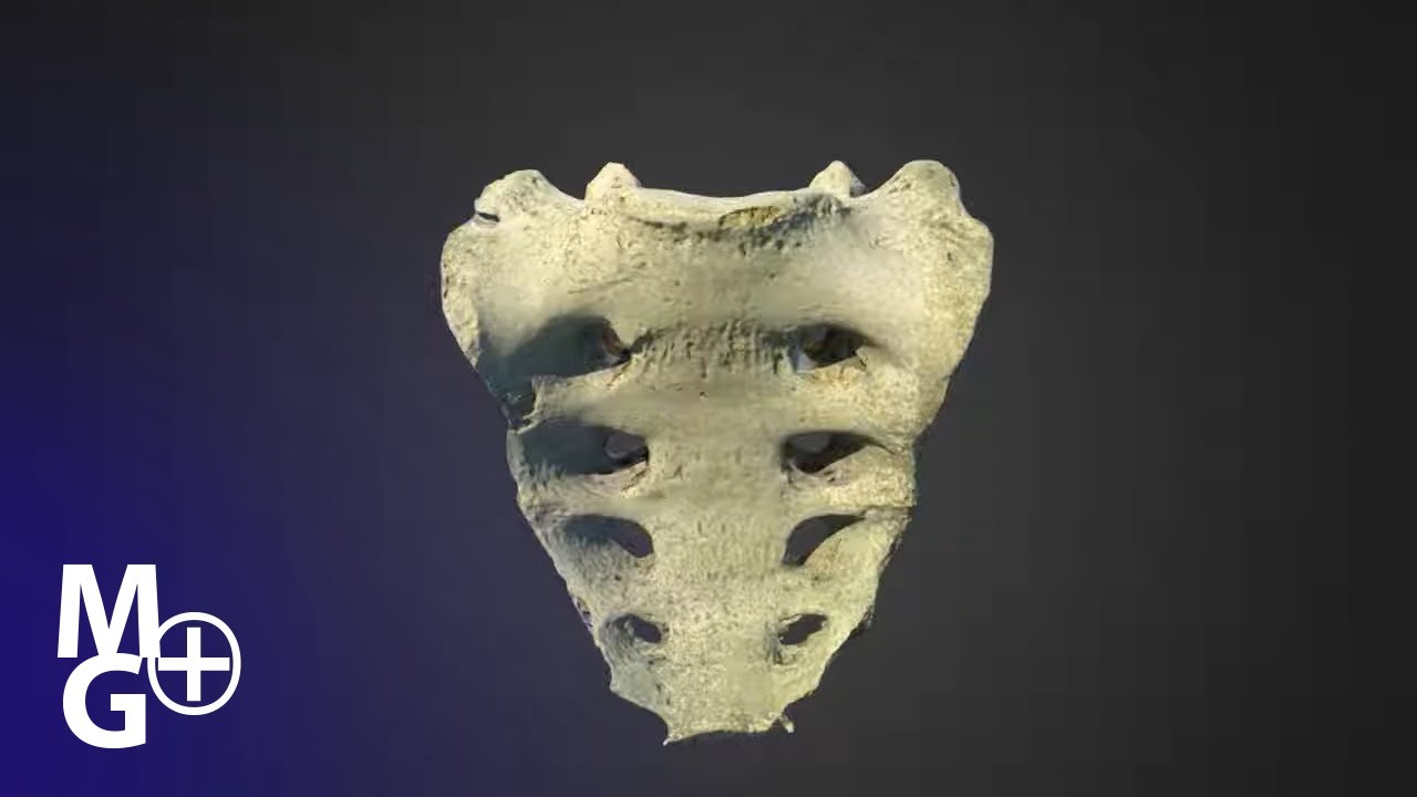 Osul Sacru (Prezentare 3D- Anatomie)