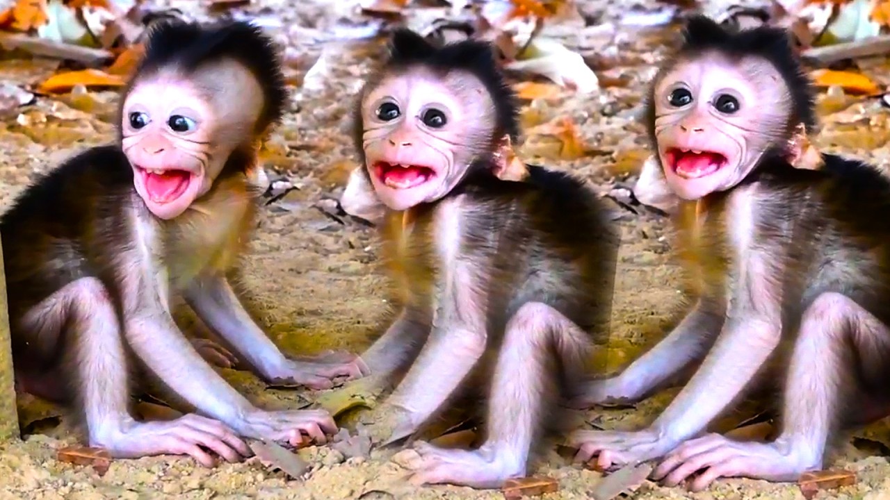 Adorable Wildlife: So Nice Baby Monkey Moments While Mommy Confuse To Other Baby