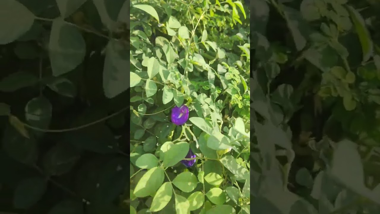 Клитория тройчатая! Одно из моих любимых растений (также известное как мотыльковый горошек, дарви...