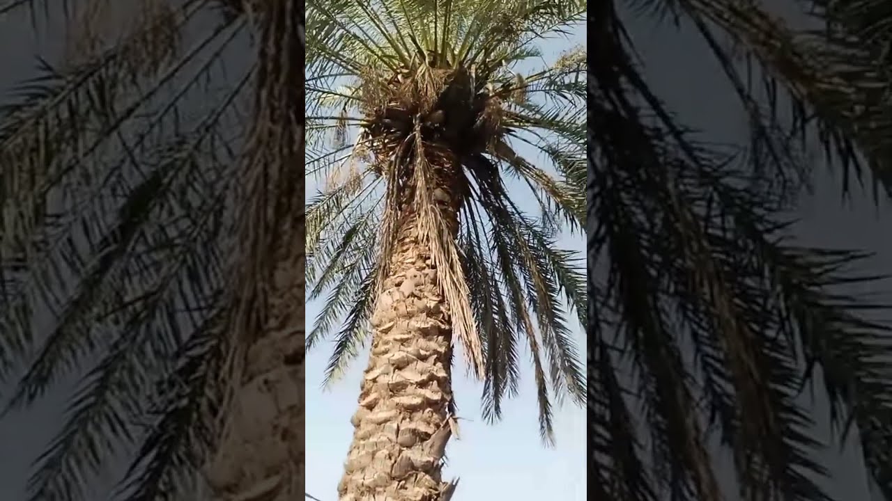 Kapasa ki Sizan Khatam Sindh Sanjrani Vlogs
