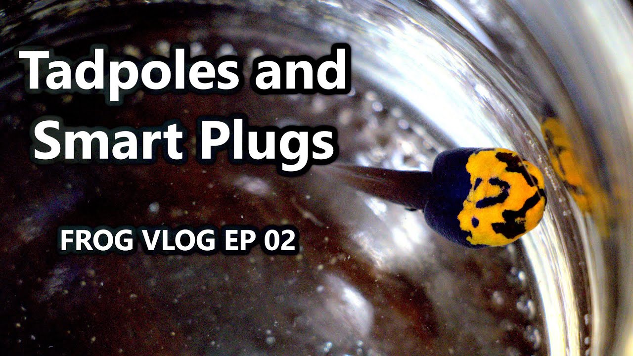 Tadpoles and Smart Plugs - Frog Vlog Ep. 02