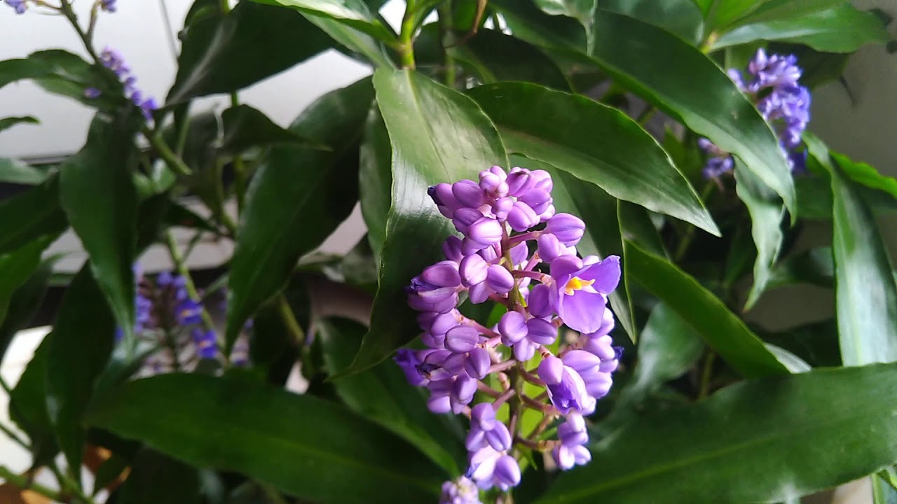 Conhe&ccedil;a a planta gengibre azul e suas propriedades medicinais
