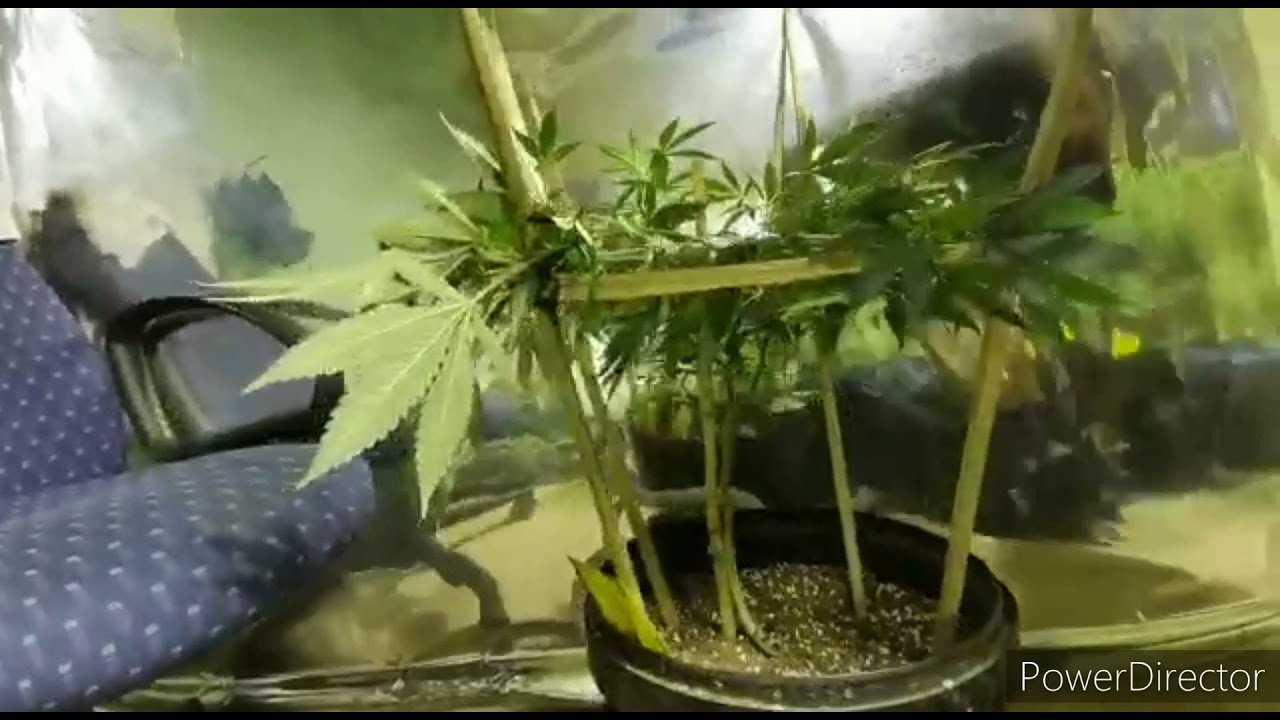 Super Cheese cannabis strain DIY scrog progress indoor cannabis grow