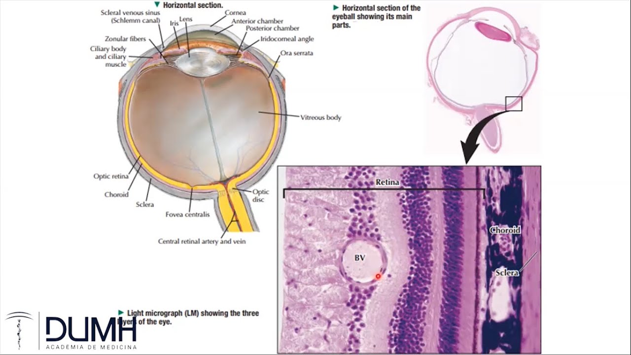 HISTOLOGÍA | OJO