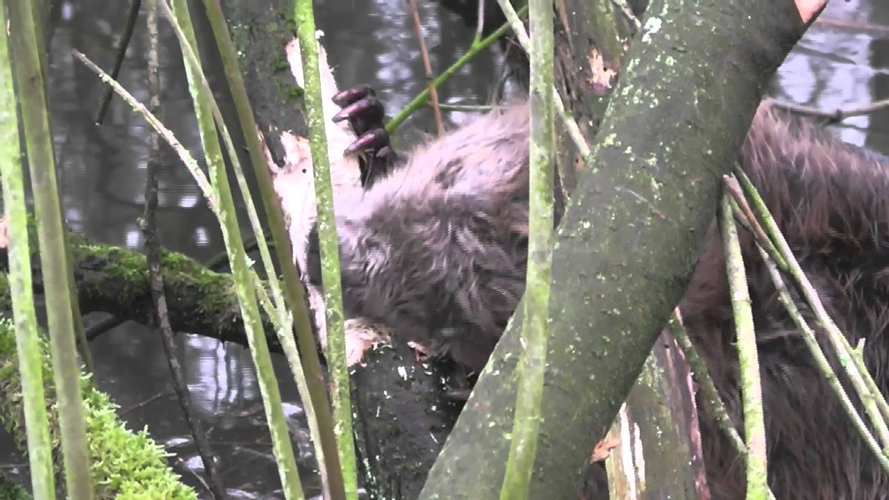 Knagende bever