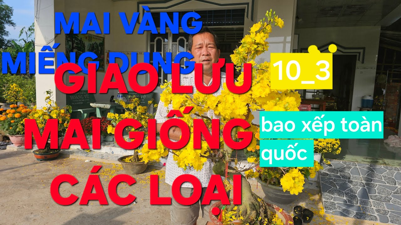 0366 048 123 MAI V&Agrave;NG MIẾNG DUNG GIAO LƯU MAI V&Agrave;NG C&Aacute;C LOẠI