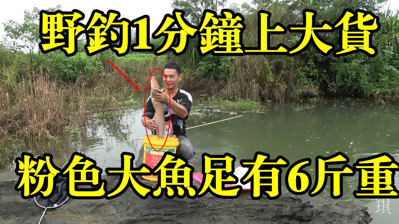 野钓1分钟就有6斤大鱼咬钩，直接飞竿上鱼真过瘾【农村阿琪】