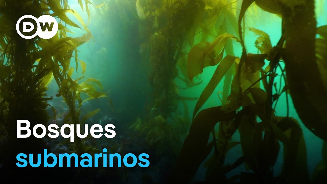 Expedición para estudiar las macroalgas patagónicas, un reservorio de vida