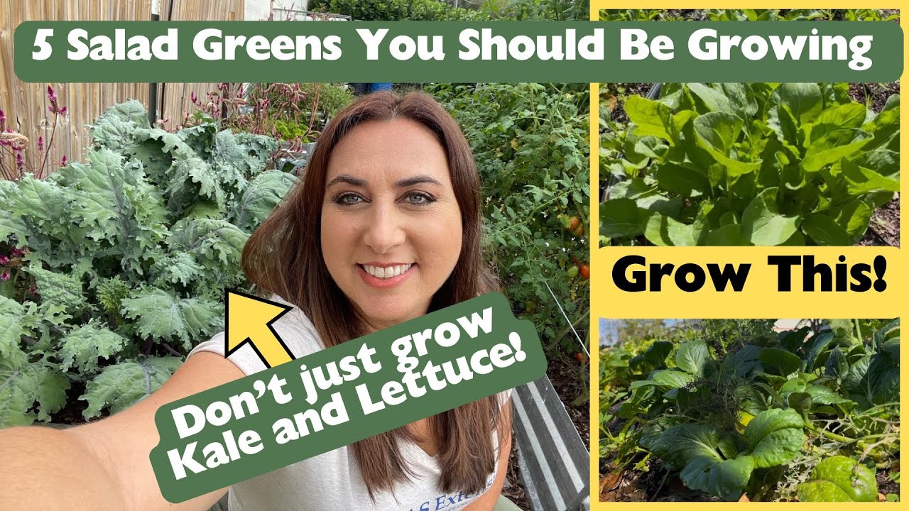 5 Salad Greens You’ve Never Tried - But Should Be Growing Right Now