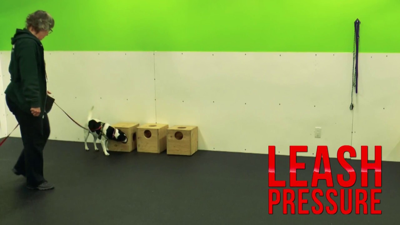 How to Train a Freeze Indication Using Leash Pressure | Hunter's Heart Scent Dog Training