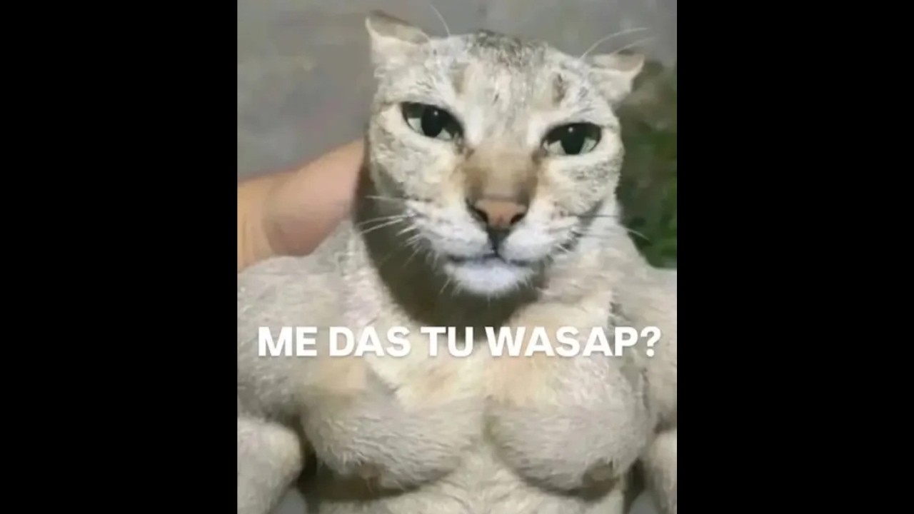 Me das tu?...