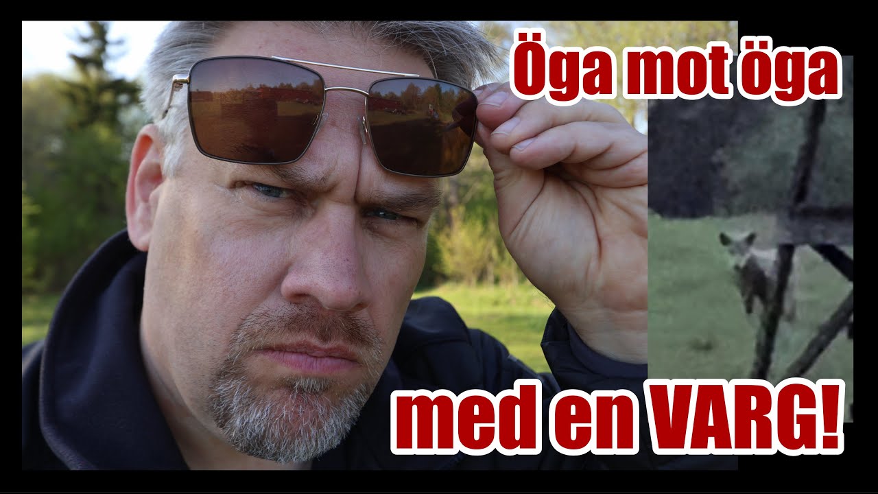 Öga mot öga - med en varg! Fångad på film och övervakningskamera!