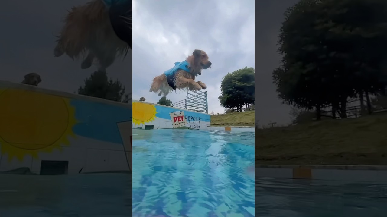 FUIMOS A UNA PISCINA PARA PERROS Y ESTO PAS&Oacute; 🐶😱 #goldenretriever #perros #mascotas #comedia #vlog