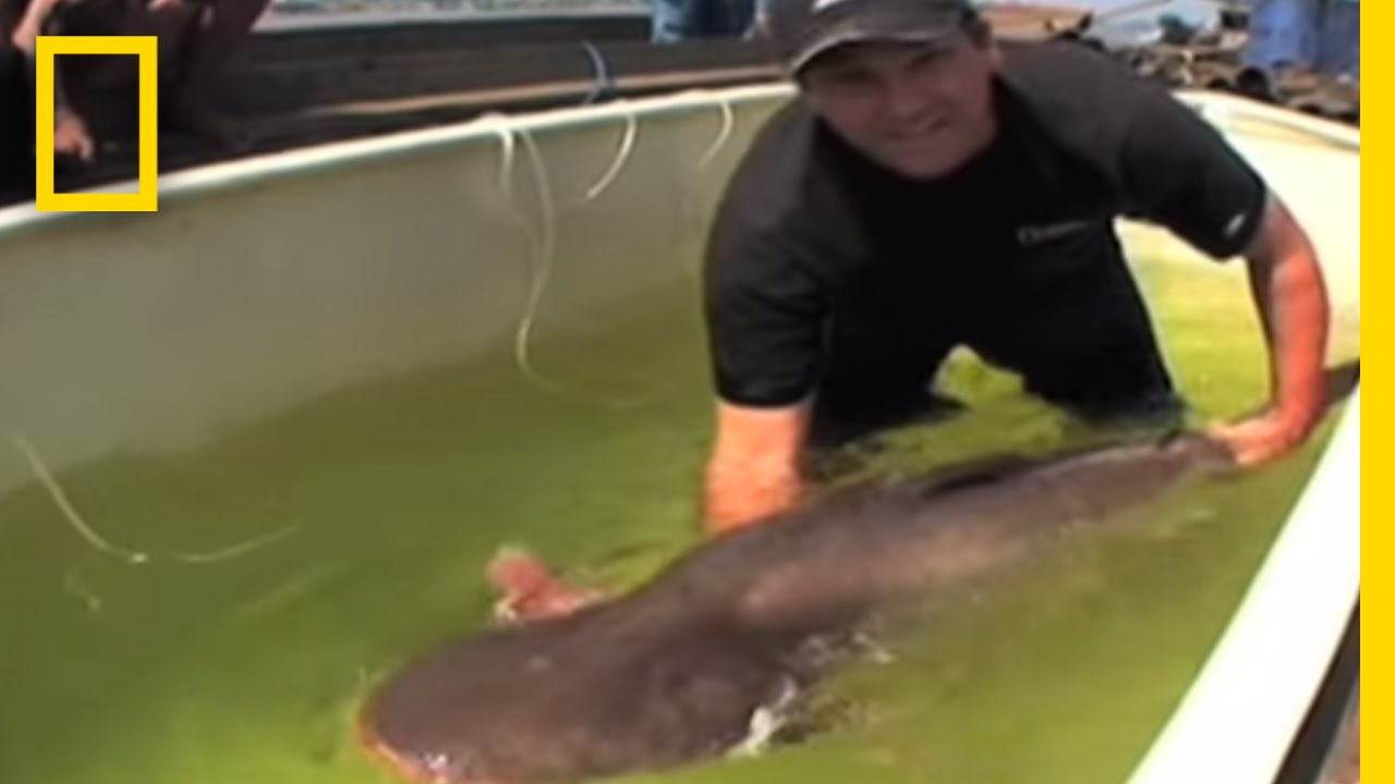 River Catfish Release | National Geographic