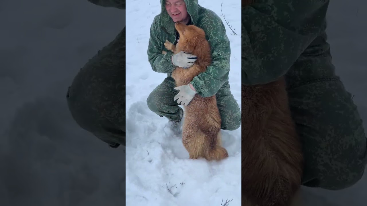 Ненецкая оленегонная лайка. Наши собаки. Амур и Янтарина. 