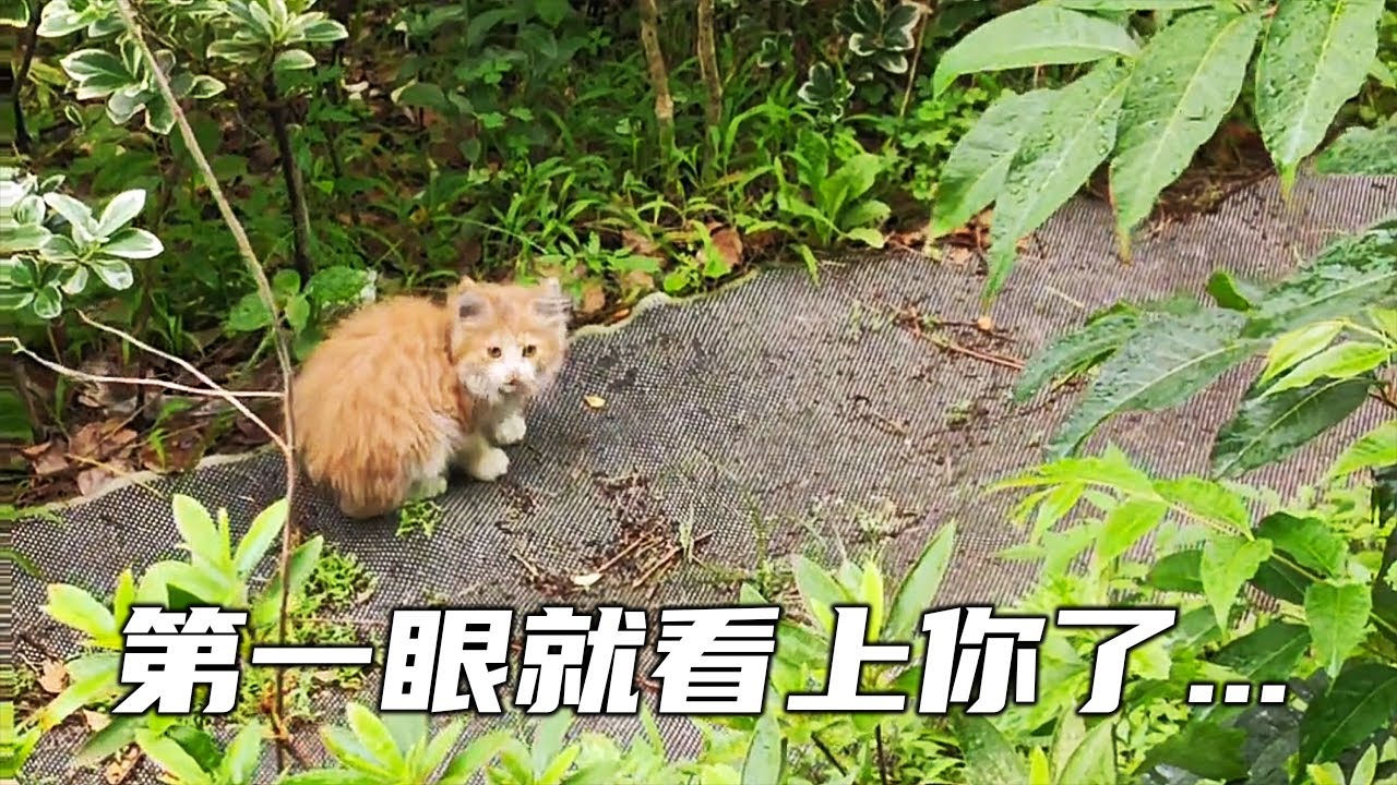 她是我見過最可愛的小貓，於是我發誓要帶她回家！