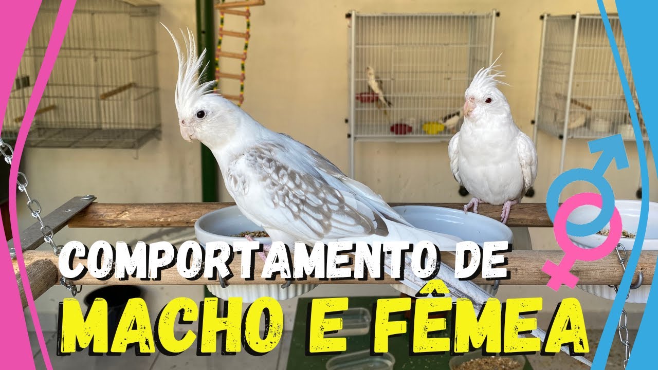 COMO SABER SE A CALOPSITA É MACHO OU FÊMEA PELO COMPORTAMENTO
