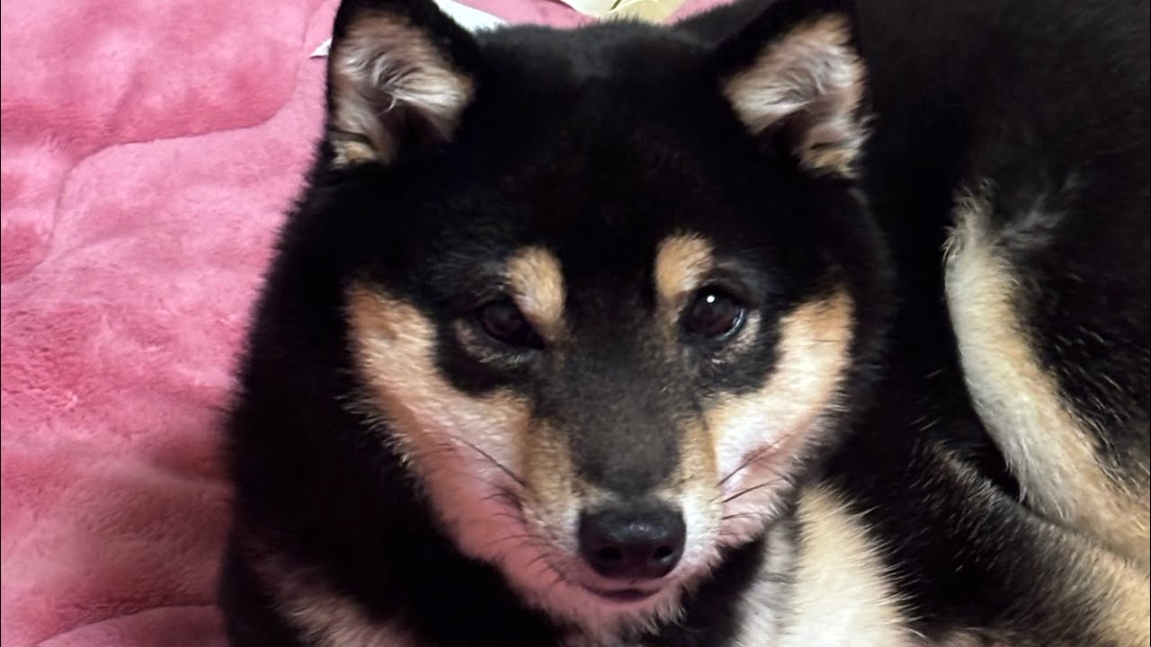 散歩行ったり寝たり