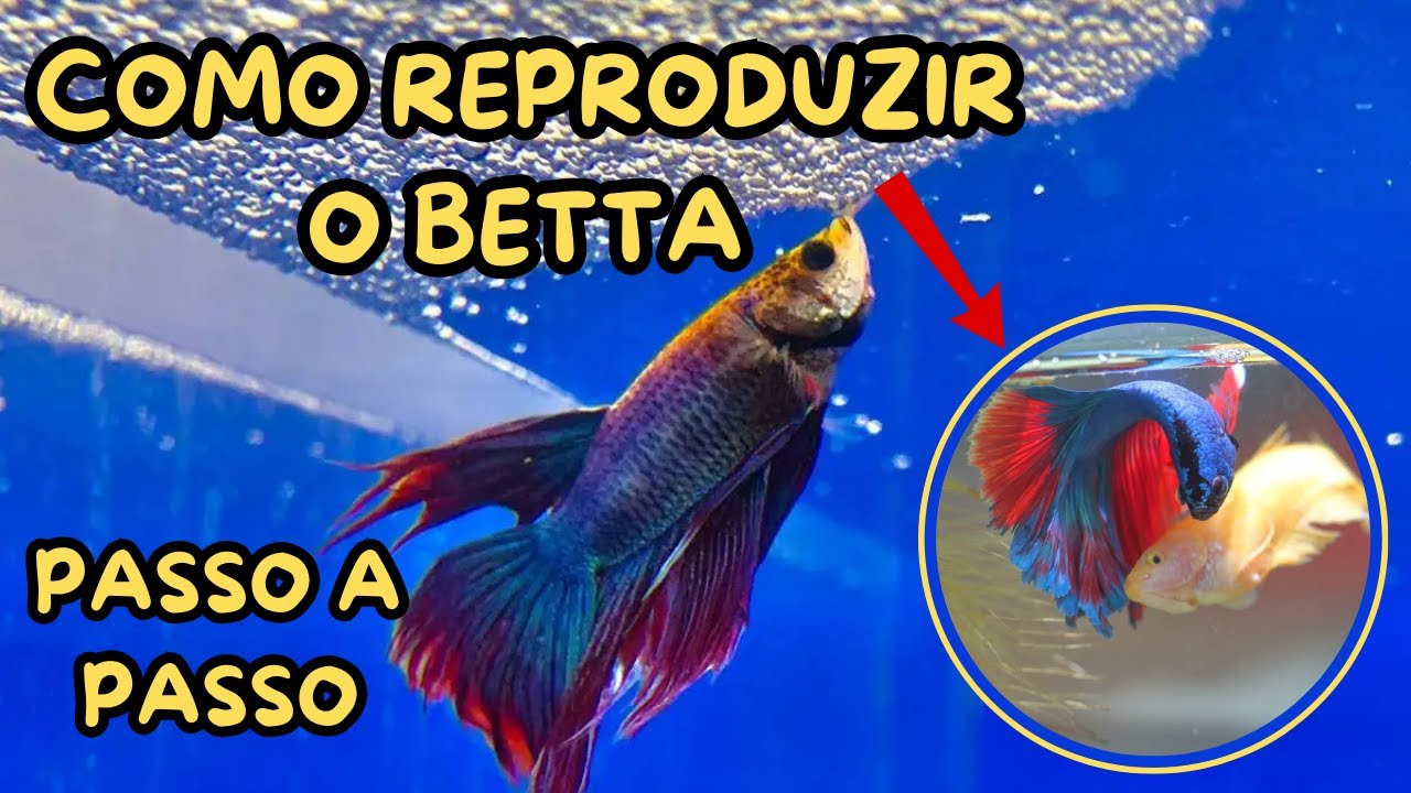 COMO CRIAR (REPRODUZIR) BETTAS PASSO A PASSO