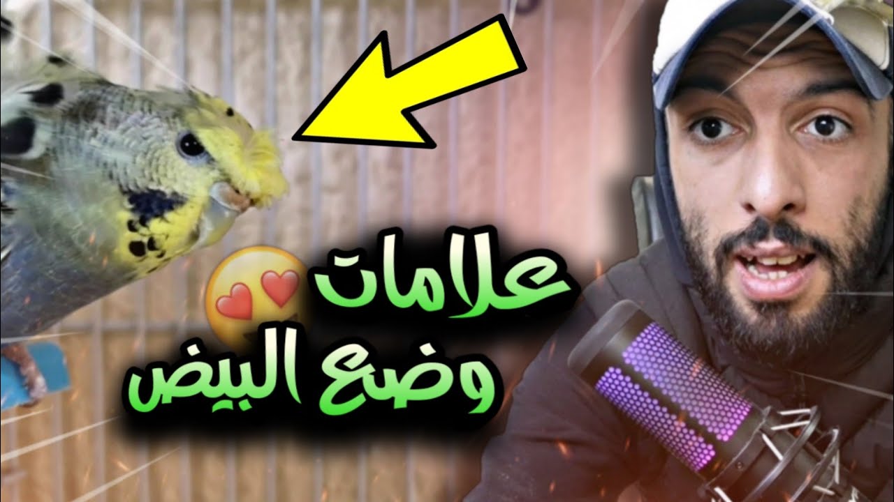 جولة في غرفة العصافير 🙄 سلسلة مشاكل الإنتاج #2 😌