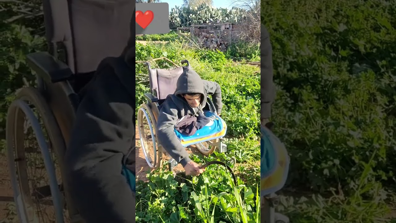 شاهد اليوم كيف كيدوز عند فيصل ...🐓🐓🐤🐔🐣