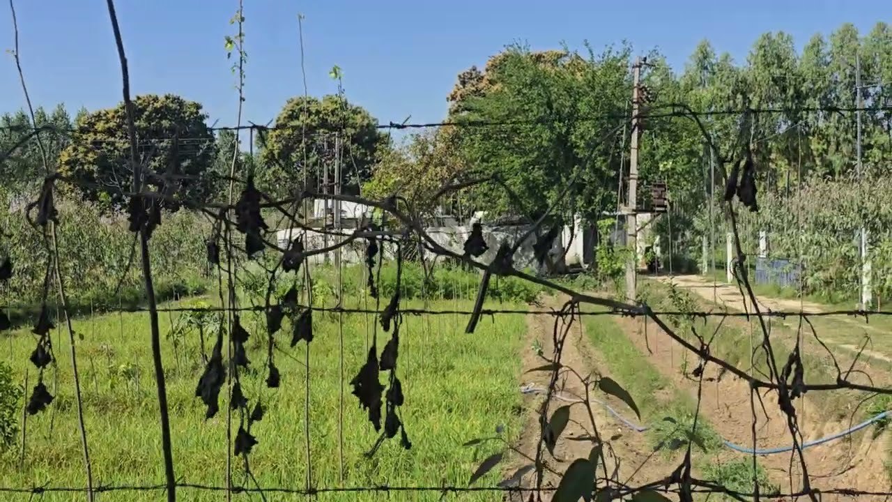 20 Acre land with 18000  wooden plants , house tubewell connection for sale in Hoshiarpur 9316167007