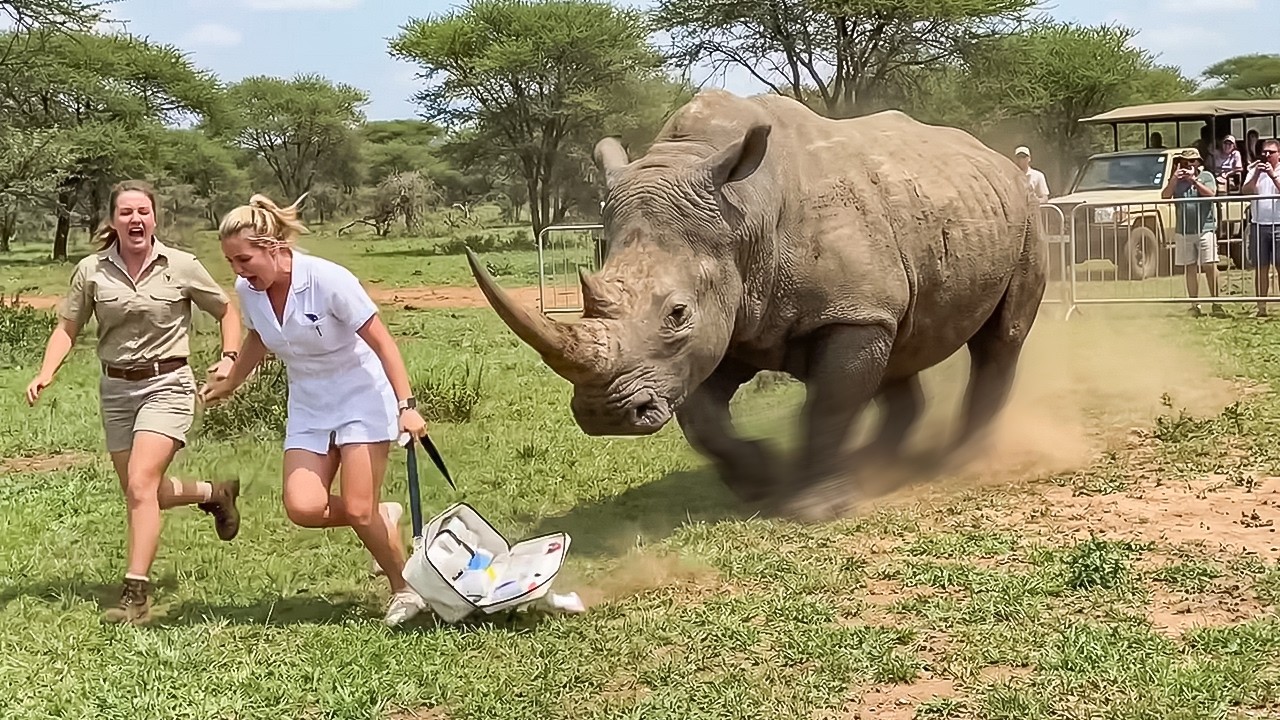 When Animals Go On A Rampage And Got Caught On Camera