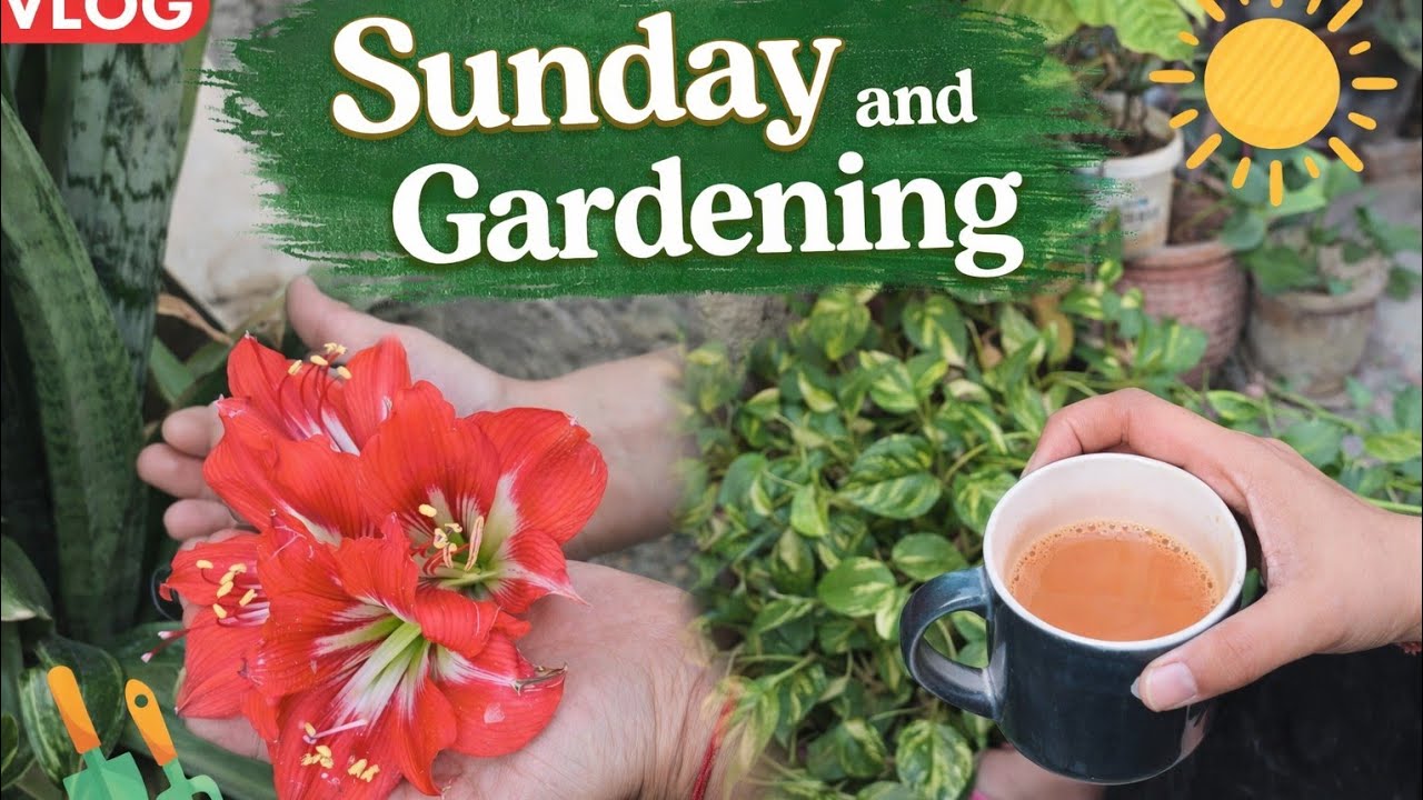 Vlog-16📖“Slowing down on Sunday to enjoy the little joys—fresh blooms,green leaves,and cup of tea ☕🌱