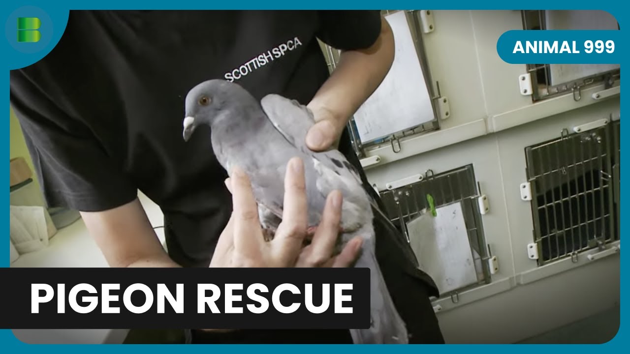 Pigeon Rescue Unfolds - Animal 999 - Animal Documentary