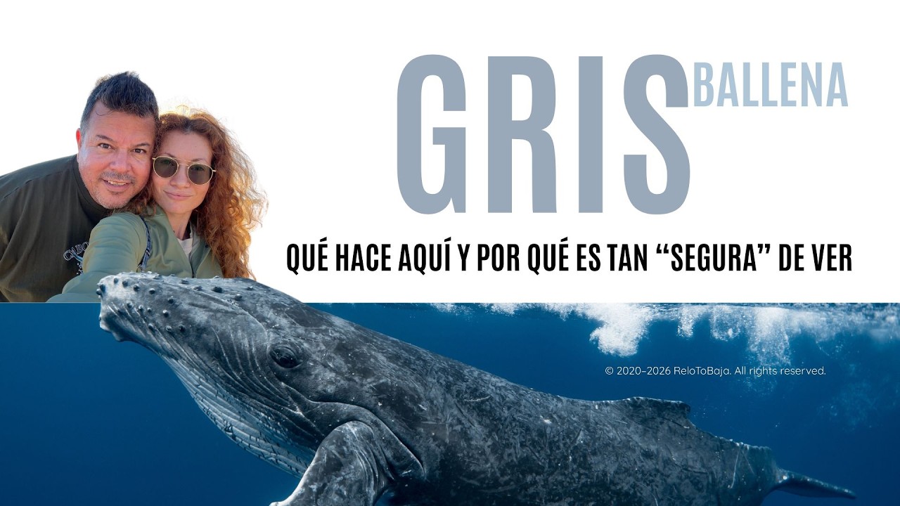 Ballena gris  Eschrichtius robustus  en Baja California Sur — guía más detallada