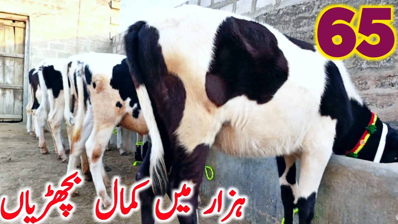 Australian Friesian Cross Bachrian | Jersey Hiefers || Global Village Farming