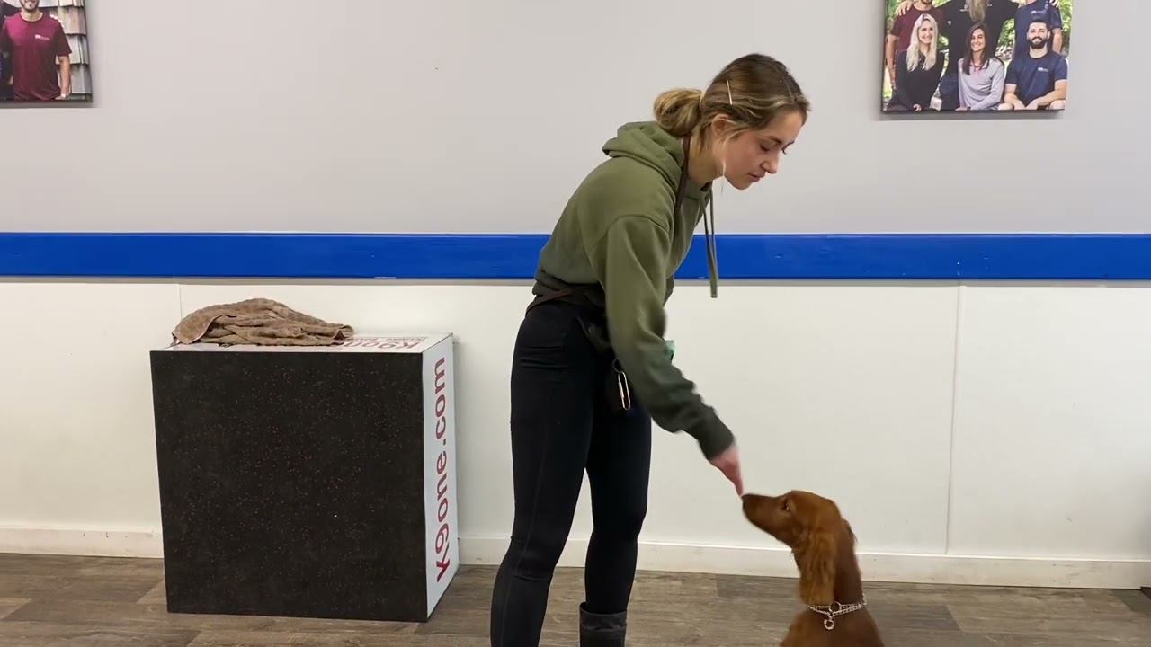 Rhubarb The Irish Setter Learning Obedience (Week 2)