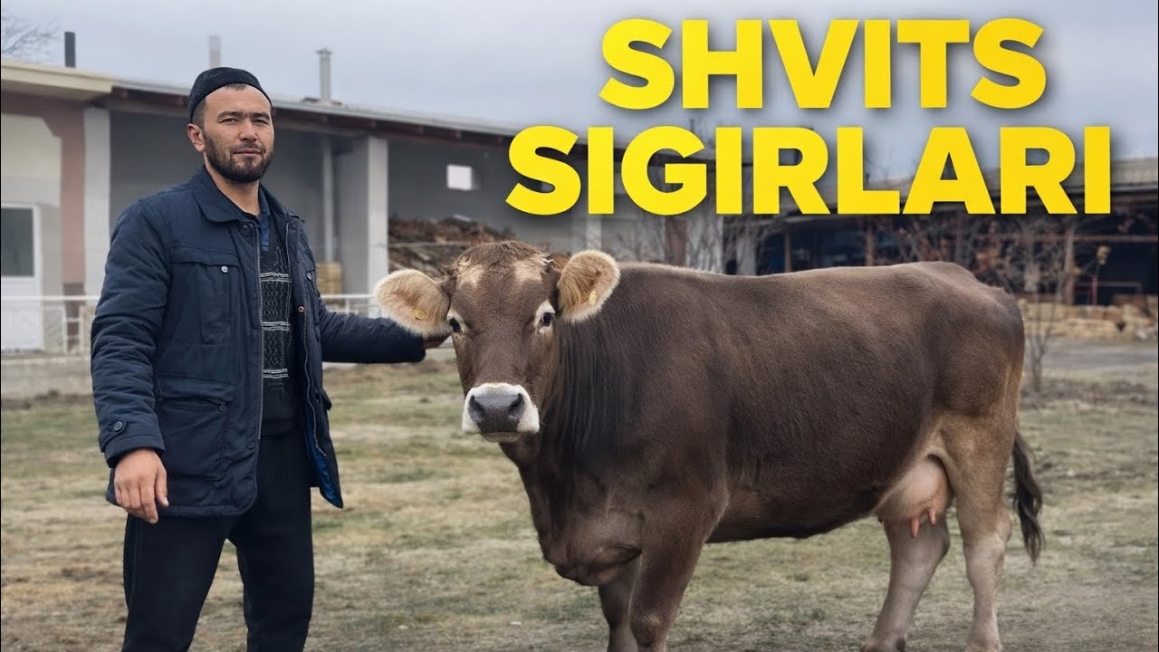 XASAN QORI FERMASIDA SHVIT SIGIRLAR SMENTAL,AULIKOL BUGOZ GUNOJINLAR SOTILADI