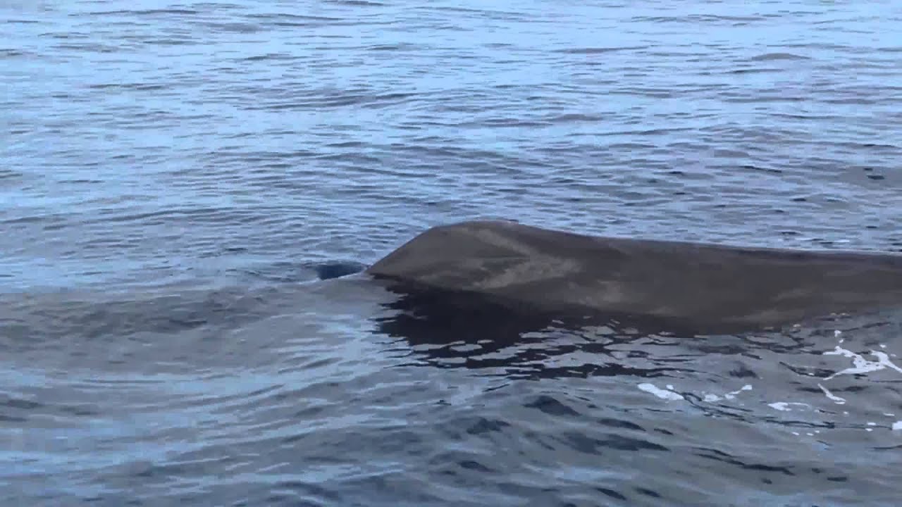 Whale Sighting off North West Point Grand Cayman