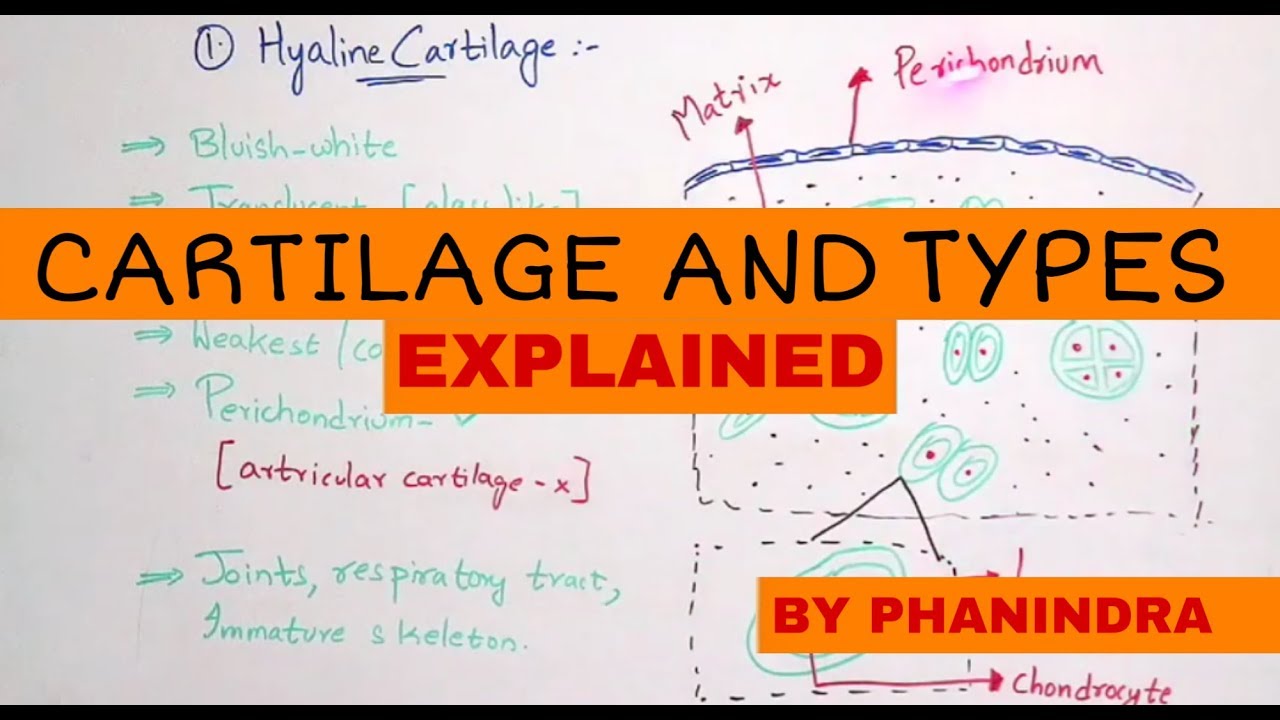 CARTILAGE || TYPES OF CARTILAGES || BY PHANINDRA GUPTA
