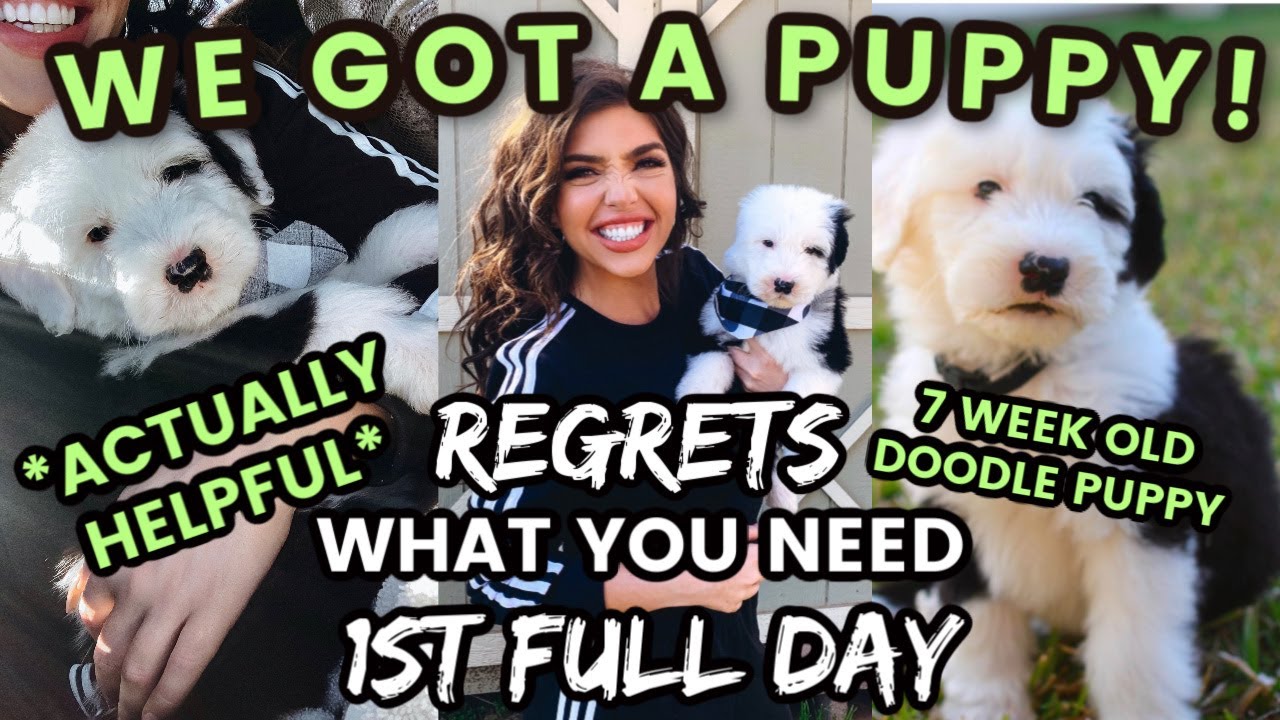 WE GOT A PUPPY!| Picking up our 7 WEEK OLD DOODLE PUPPY, what you need & 1st day!