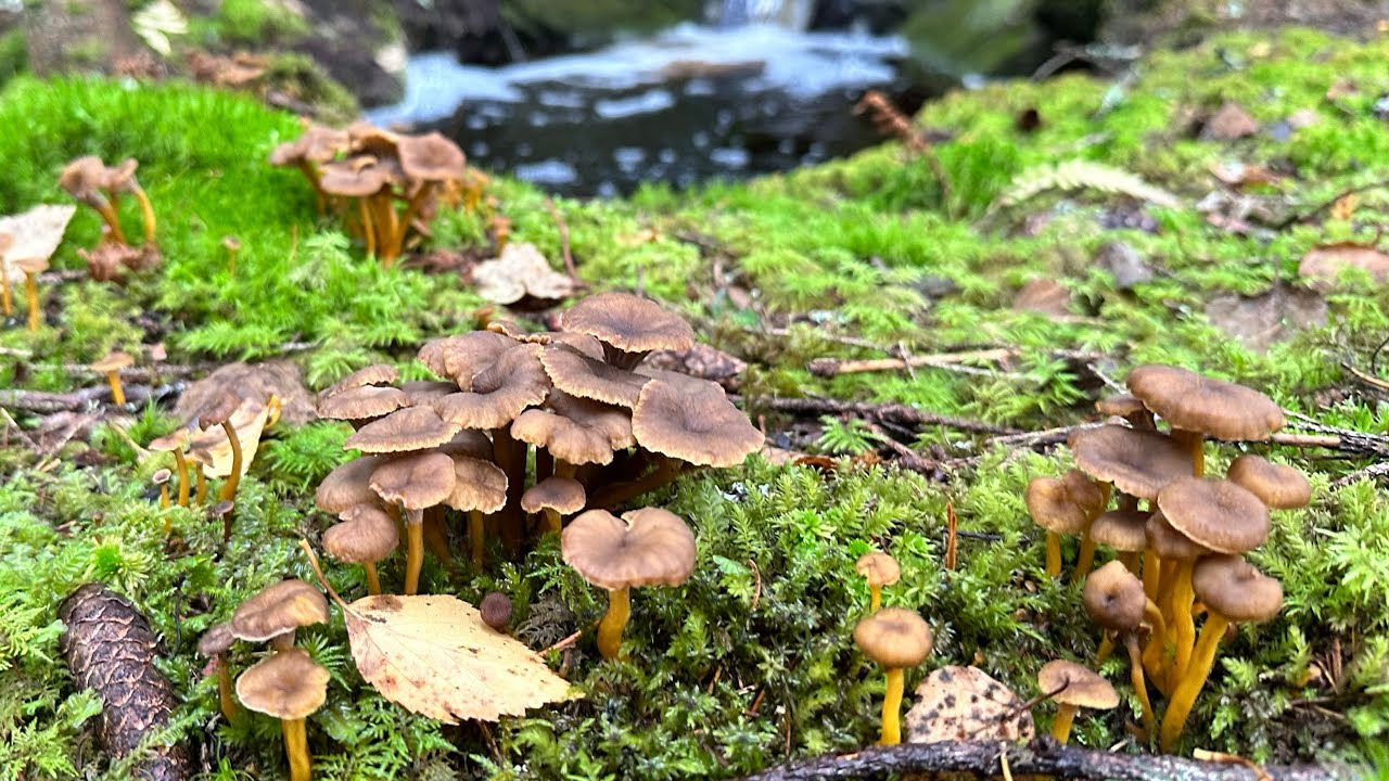 (Rerun) สวยทุกอย่างทั้งเห็ดทั้งวิว เอายังไงดี Trattkantarell 🇸🇪(Cantharellus_Tubaeformis)