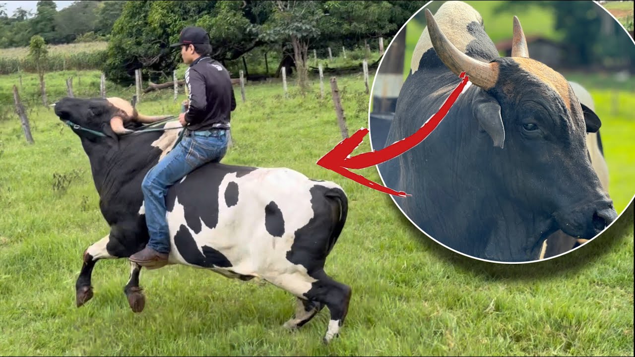 BOI LOUCO DISPAROU COMIGO E VEJA OQUE ACONTECEU😰