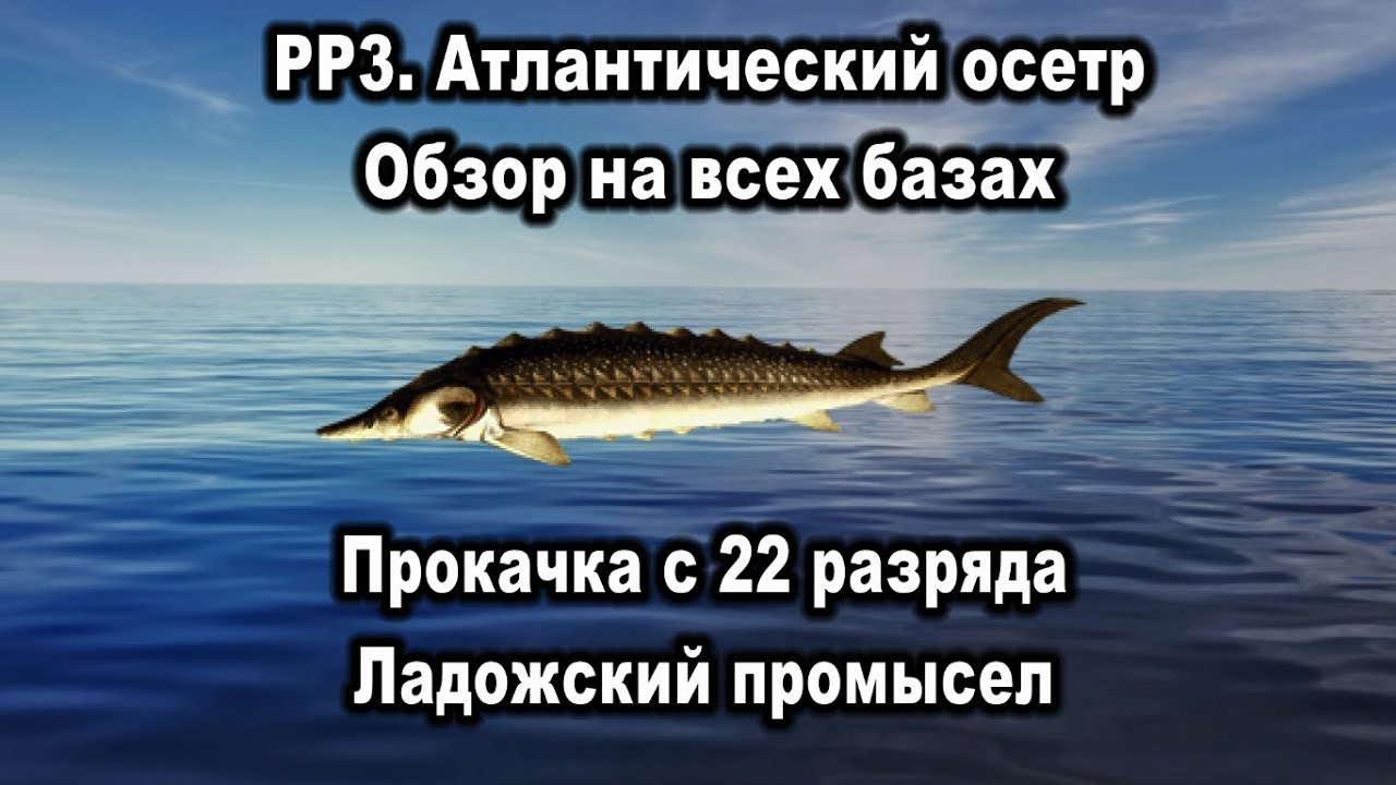 РР3. Атлантический осетр. Обзор на всех базах. Прокачка разряда. Ладожский промысел