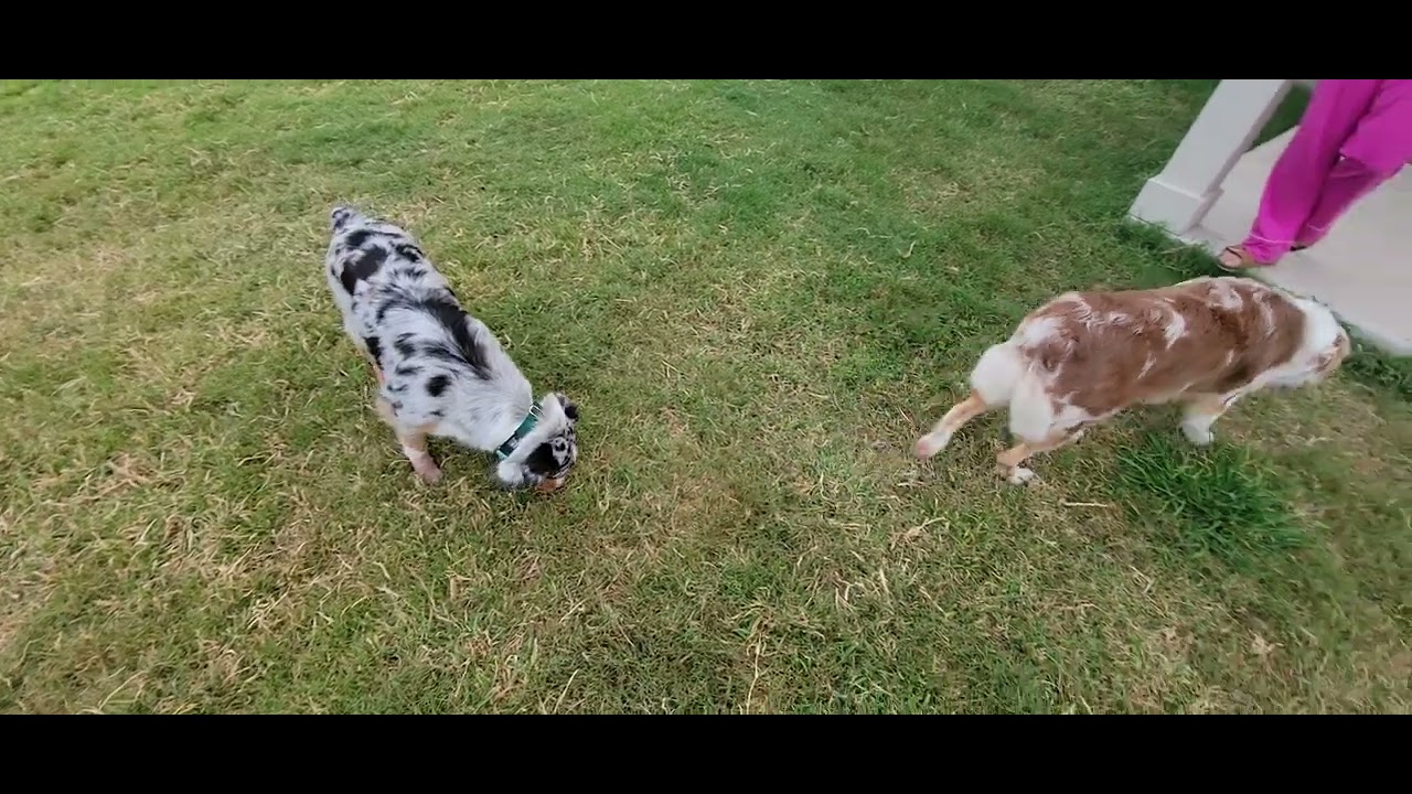 Aspen & Willow - 2