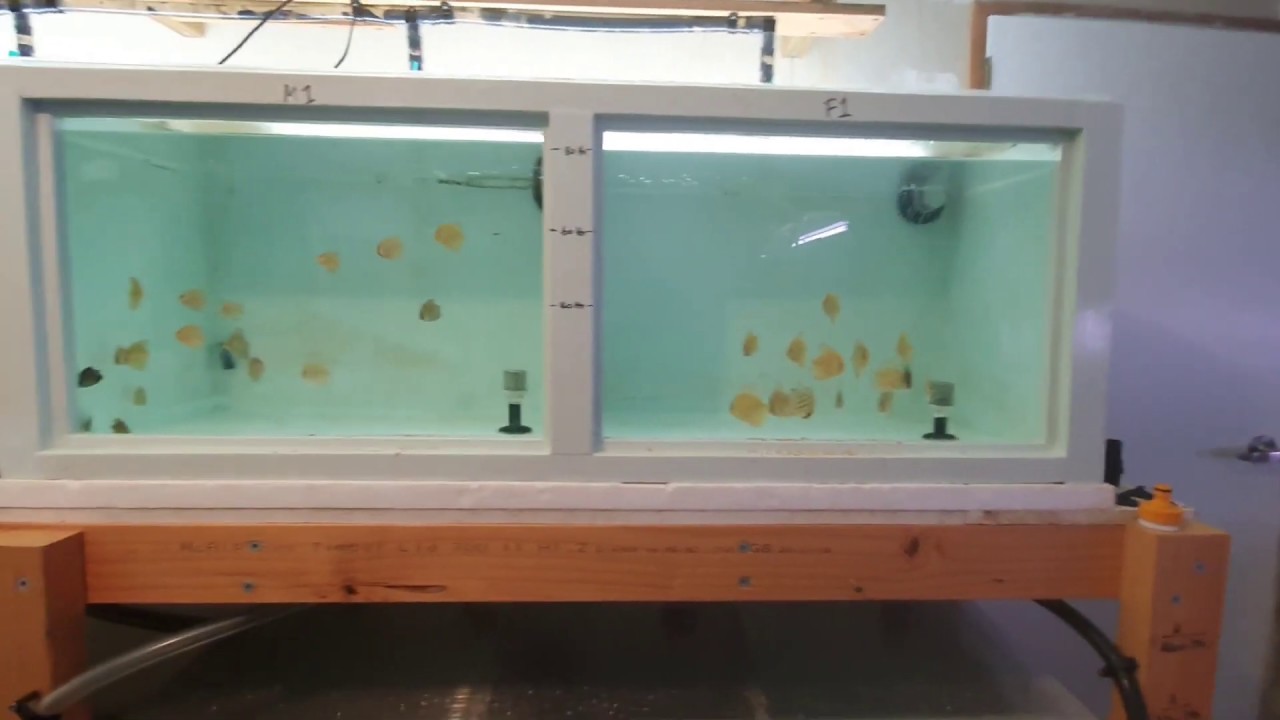 Potassium Permanganate Treatment   Part 2