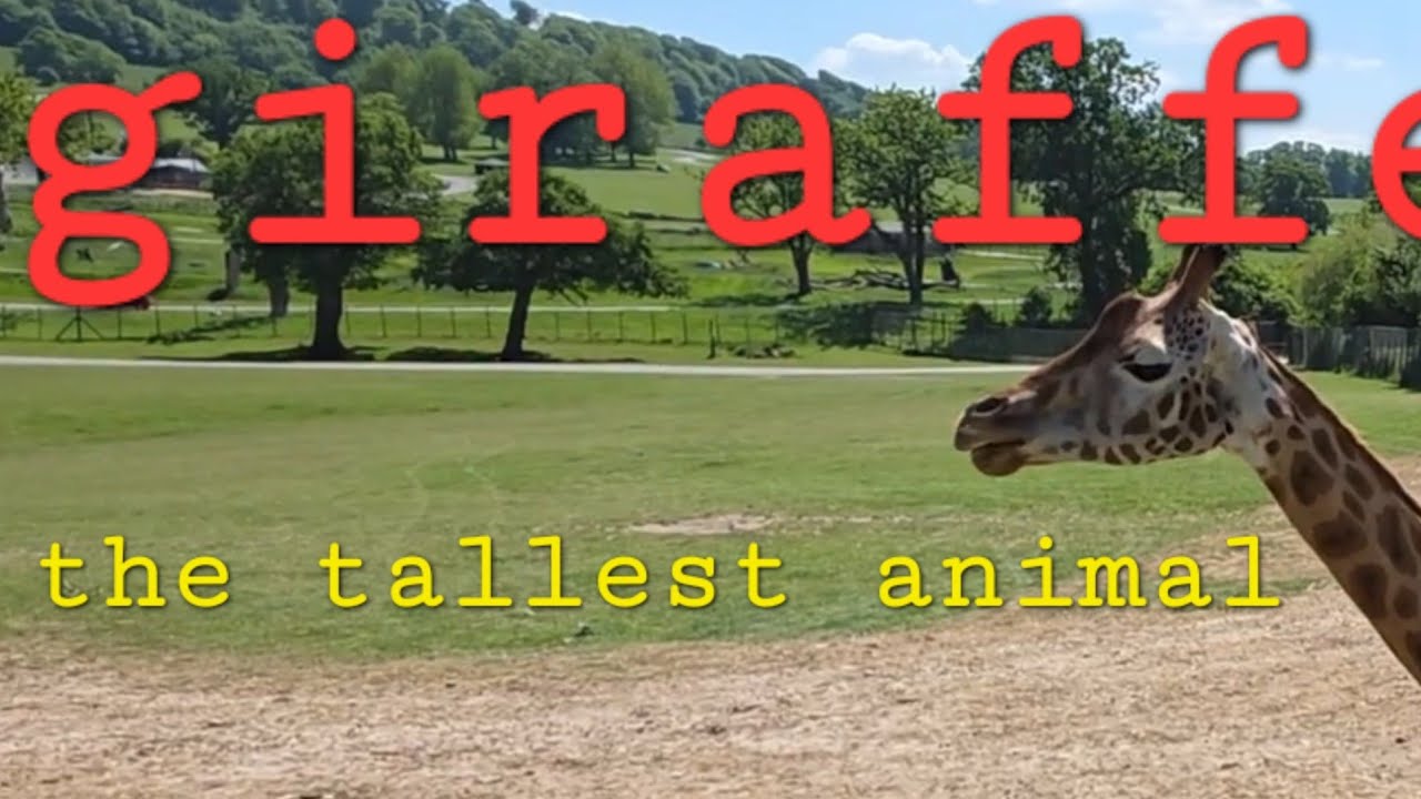 The giraffe 🦒 tallest animal 