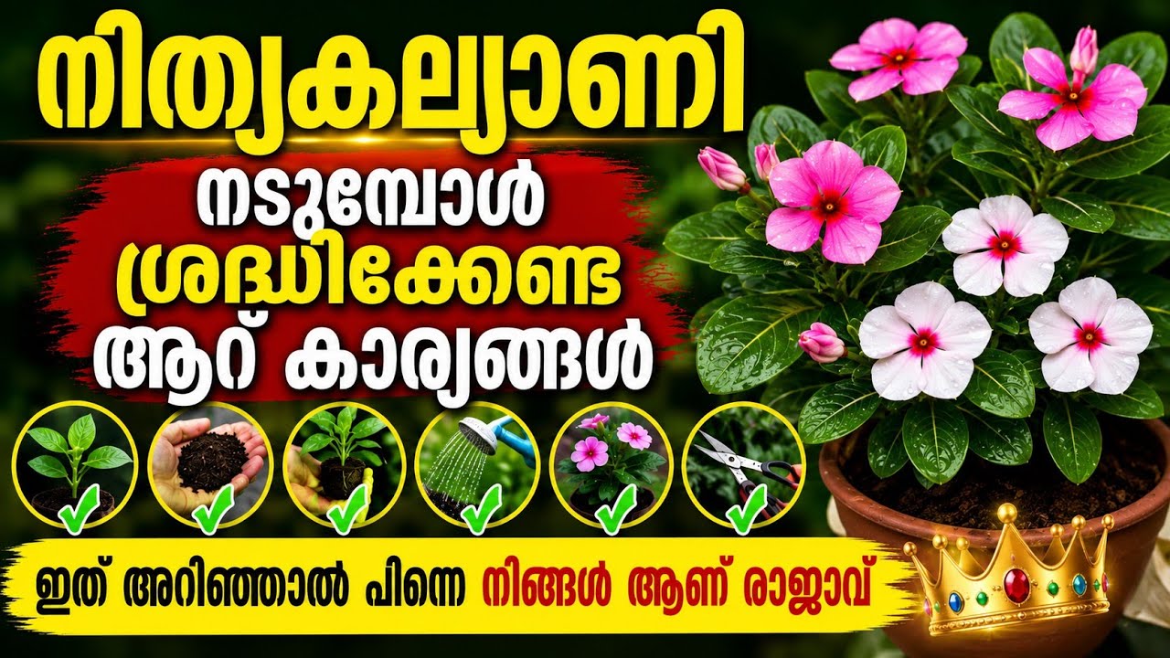 വിങ്കാ റോസ് കുലകുത്തി പൂക്കാൻ ഈ 6 കാര്യങ്ങൾ ശ്രദ്ധിക്കണം| How to grow and care vinca rosea malayalam