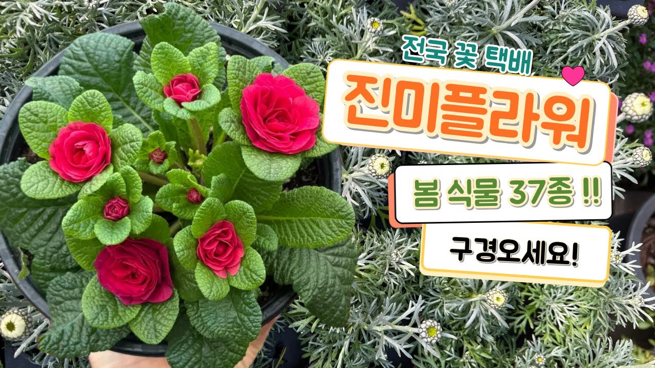 🌺진미플라워 전국꽃택배🌺 25년 3월의 시작을 알리는 봄꽃 37종 !! #그레이스캄파눌라  #꽃기린 #미니백일홍 #발레리나앵초#카틀레아신풍오렌지 #징구루마 #은엽가자니아