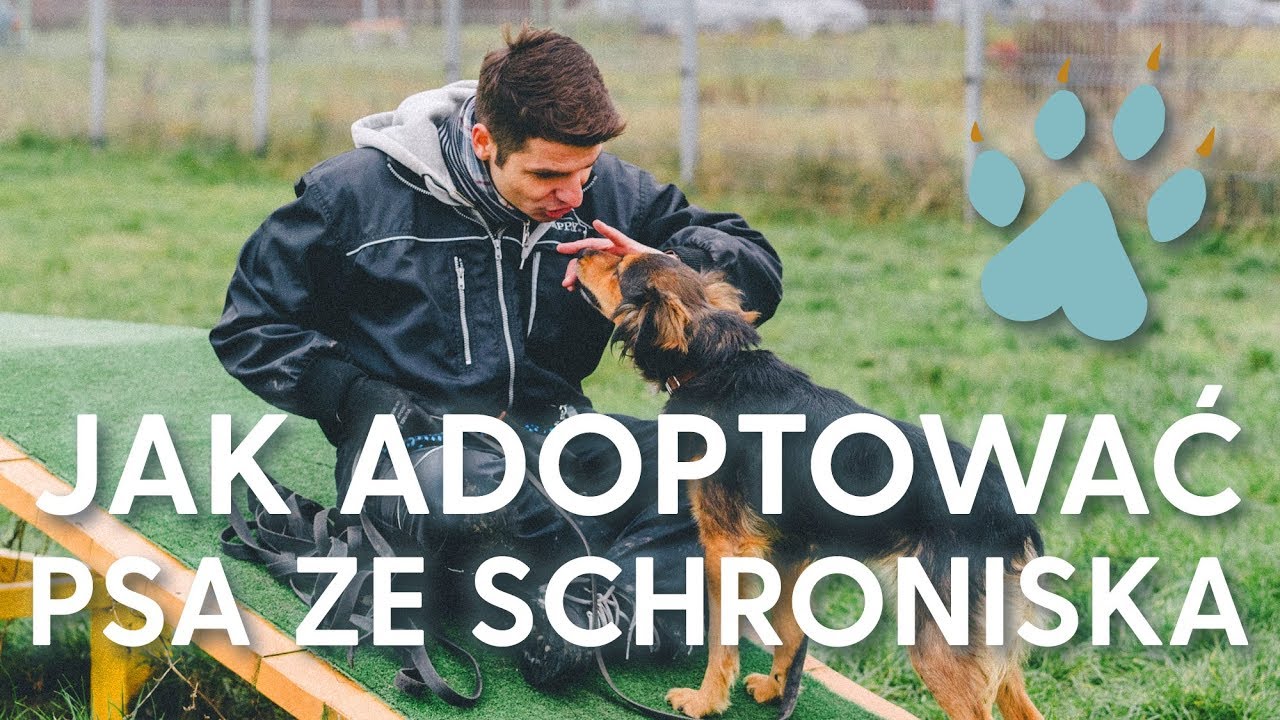 Jak adoptować psa ze schroniska?