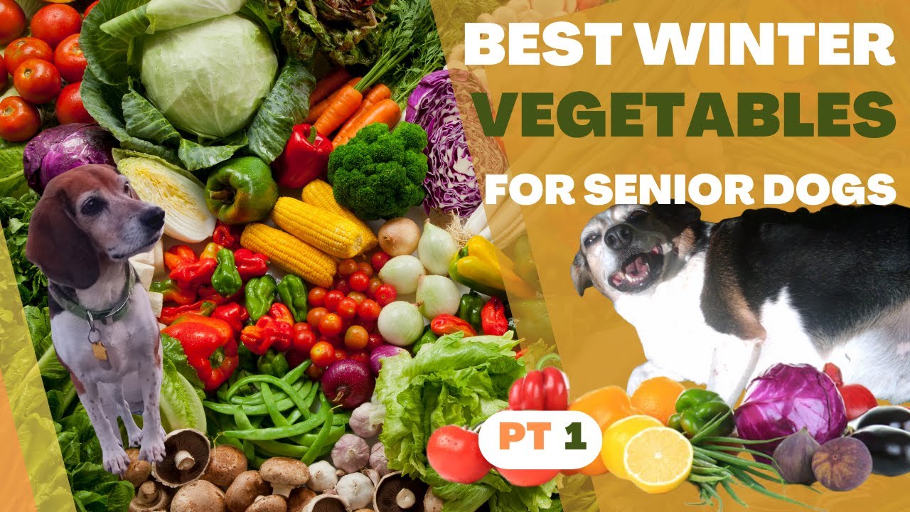 Best Vegetables for Senior Dogs - Winter Vegetables for Dogs Part 1