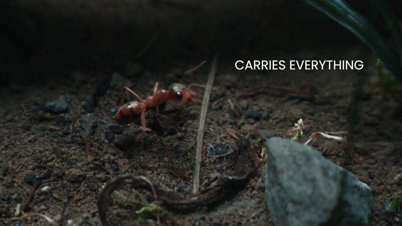 The Ant - New Fiat Professional Dobl&ograve; Commercial